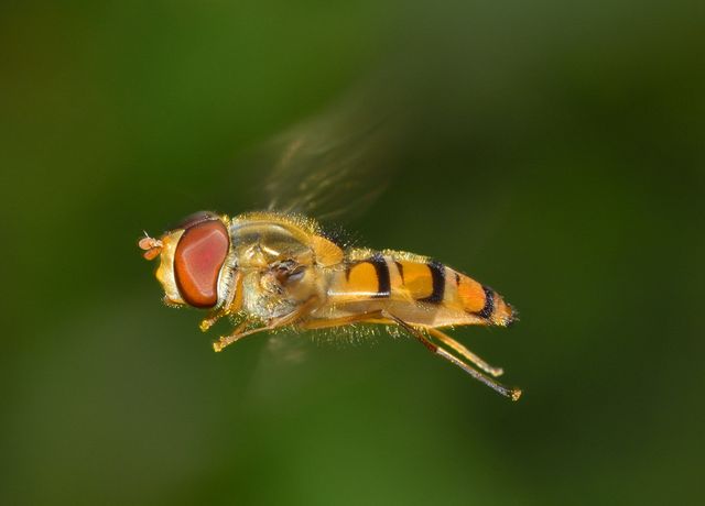 Hoverfly shown in mid-flight with blurry wings, showcasing detailed body and vivid black and yellow stripes. Background is green, adding natural contrast. Ideal for educational content on insects, nature blogs, entomology studies, and wildlife-themed publications.