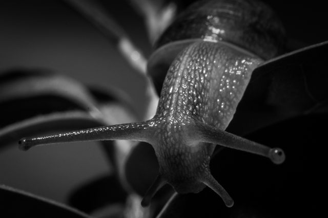 Snail slug black and white  - Download Free Stock Photos Pikwizard.com