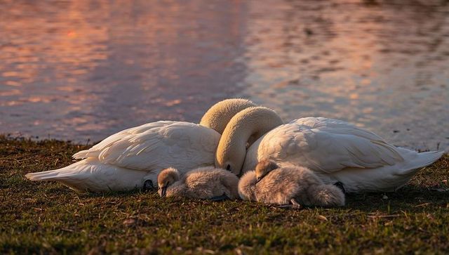 Adult swans sheltering cygnets at sunset pond, parental swan family in warm golden light