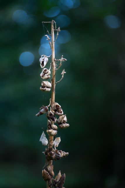 Depicts a seed pod-bearing stalk with withered elements against an out-of-focus forest background. Useful for illustrating nature's cycles, the beauty in decay, or macro photography topics for environmental blogs and nature education materials.