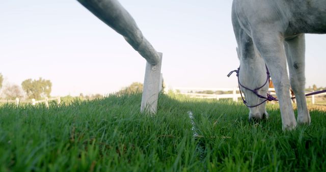 A close-up view of a horse's legs, showcasing one leg wrapped with a protective bandage, standing on lush green grass. Focus on equine care and injury prevention is evident in the bandaged leg.