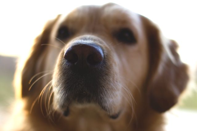 Golden retriever's nose in focus, perfect for illustrating pet-related articles, vet services promotion, dog training guides or animal shelter advertising.