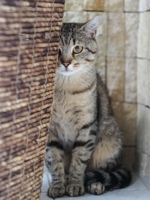 Tabby cat hides behind wicker basket, displaying shy yet curious behavior. Suitable for themes related to domesticated animals, pet care, cats' behaviors, home decor, or interior design.
