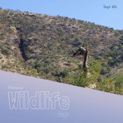 Giraffe in african wilderness rising above lush foliage