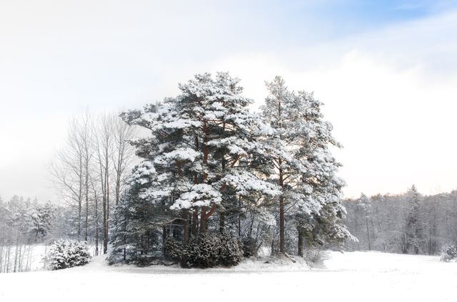 Image shows a group of pine trees covered in snow set against a wintery landscape. Scenic outdoor setting evokes feelings of peace and tranquility. Ideal for seasonal winter promotions, holiday cards, nature calendars, or environmental conservation presentations.