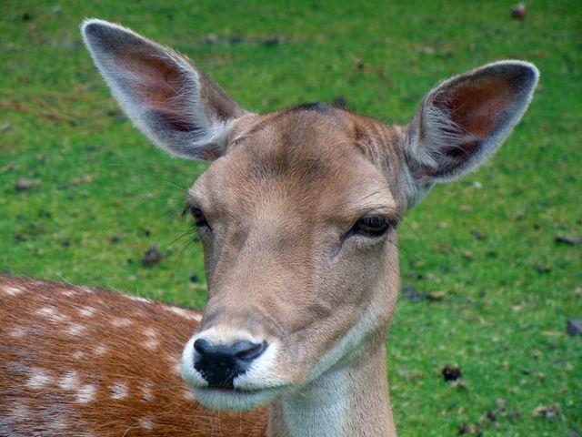 Animal mammal fallow deer roe deer - Download Free Stock Photos Pikwizard.com