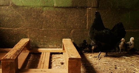 Black hen protecting chicks in rustic barn environment