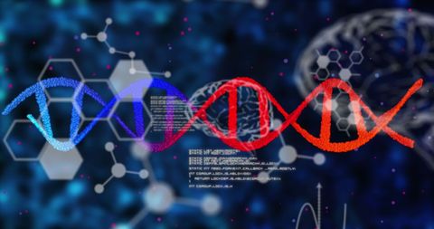 Digital DNA with Data Overlaid on Brain Illustrations - Download Free Stock Images Pikwizard.com