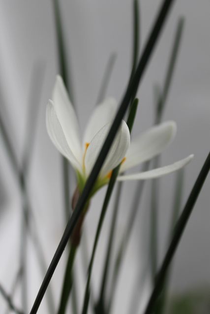 This image captures a close-up of a white crocus flower surrounded by green plant blades. The delicate petals of the flower stand out, providing a sense of purity and natural beauty. This photo is perfect for spring-themed projects, gardening blogs, floral arrangements, or nature-inspired designs. Highlight the essence of delicate blooms and the renewal of life with this visually appealing shot.