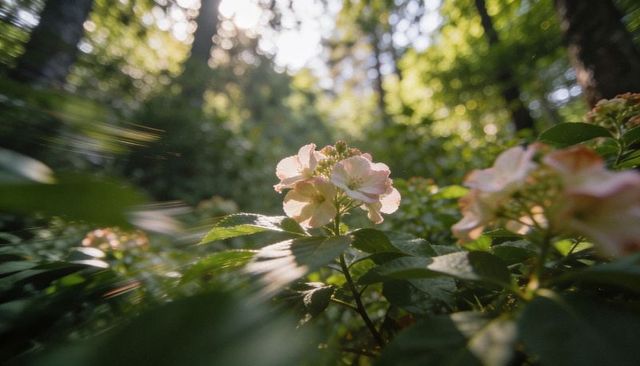 Pale-pink hydrangea blooming and glowing in sunlit forest understory with bokeh