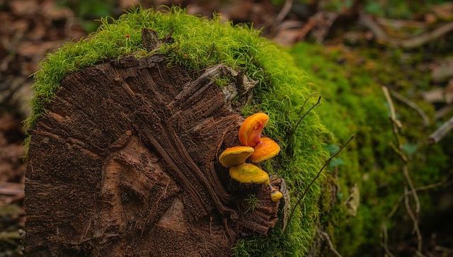 Moss-covered stump with orange bracket fungi revealing detailed wood rings