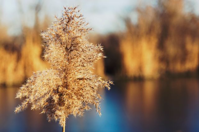 Close-up view of a fluffy plant with a serene, blurred lake in the background. Perfect for illustrating tranquility, nature themes, serenity, and outdoor environments. Great for use in nature blogs, relaxing backgrounds, meditation visuals, and peaceful scenery promotions.