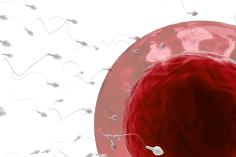 sperm swimming towards bright red transparent ovum - Download Free Stock Videos Pikwizard.com