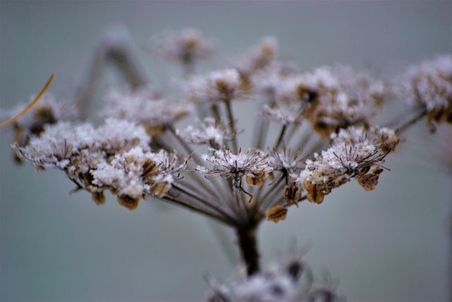 Close-up view of a frosted wildflower on a winter morning, showcasing delicate ice crystals. Ideal for nature, seasons, winter, and tranquility themes in blogs, websites, and marketing materials.
