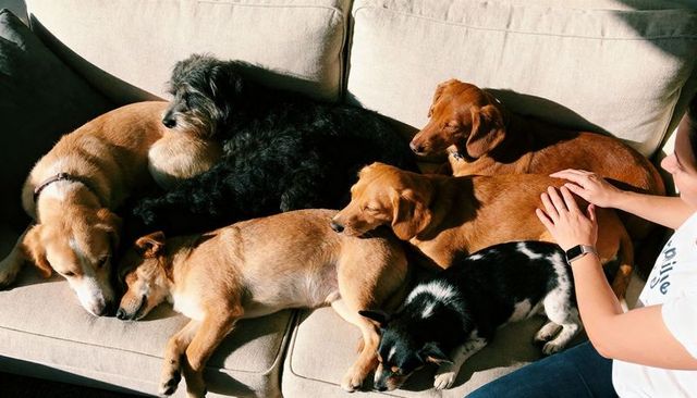 Six dogs lounging on sunlit sofa while owner petting two in cozy living room