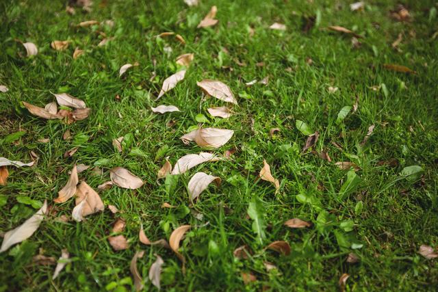 Dry leaves fallen on green grass, backgrounds