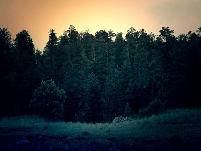 Forest trees sunset  - Download Free Stock Photos Pikwizard.com