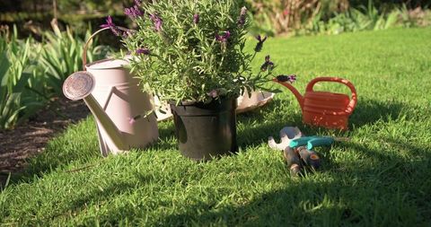 Sunlit lavender blooming in black pot with pastel watering cans and garden tools on lawn