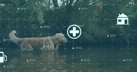 Golden retriever wading in river with digital grid overlay and health home fuel icons