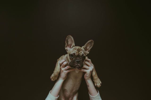 Showing person holding adorable French bulldog puppy up against dark background. Can be used for promoting pet adoption, illustrating emotional bond between pets and humans, and suitable for pet care products marketing.