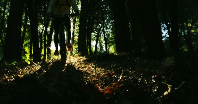 Cyclist Riding Mountain Bike through Forest Pathway in Sunset Light - Download Free Stock Images Pikwizard.com