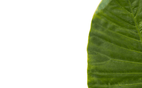 lush green leaf on transparent background illustrating nature - Download Free Stock Videos Pikwizard.com