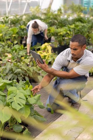 Nursery workers inspecting tropical plants with tablet while kneeling in greenhouse aisle