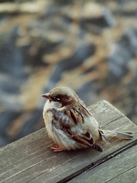 Close-up of a small sparrow perched on a wooden surface, displaying intricate feather details. Ideal for nature and wildlife projects, birdwatching guides, blogs about birds, and educational materials.