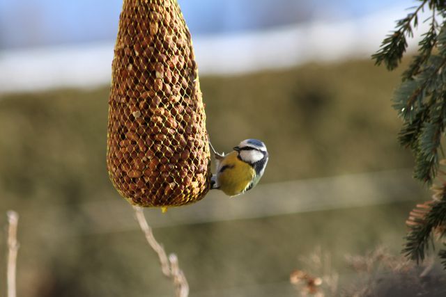Blue Tit perching on hanging peanut feeder in natural garden setting. Useful for articles on bird watching, backyard wildlife, nature conservation, and ornithology. Great for illustrating bird feeding tips and attracting wildlife to gardens.