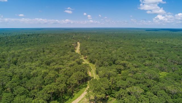 Aerial View of Narrow Dirt Road Through Lush Pine Forest