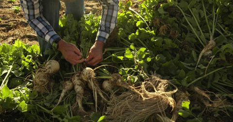 Senior Farmer Harvesting Turnips on Rural Farm