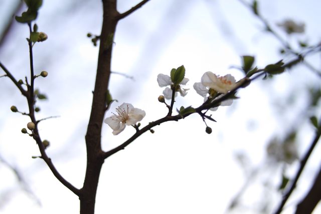 Delicate White Blossom on Tree Branch - Download Free Stock Photos Pikwizard.com