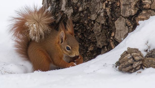Red squirrel nibbling nut at tree base in snow, fluffy tail, winter wildlife closeup