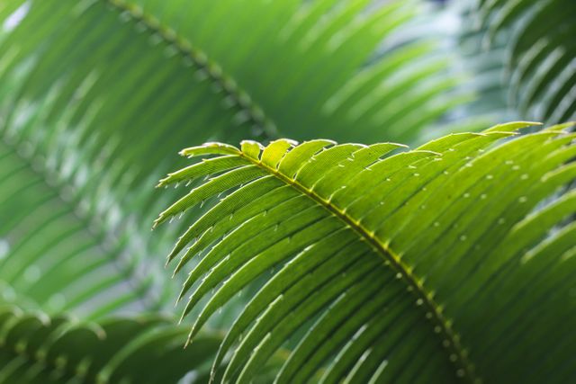 Close-Up of Lush Green Fern Leaves with Sunlight Filtering Through - Download Free Stock Photos Pikwizard.com