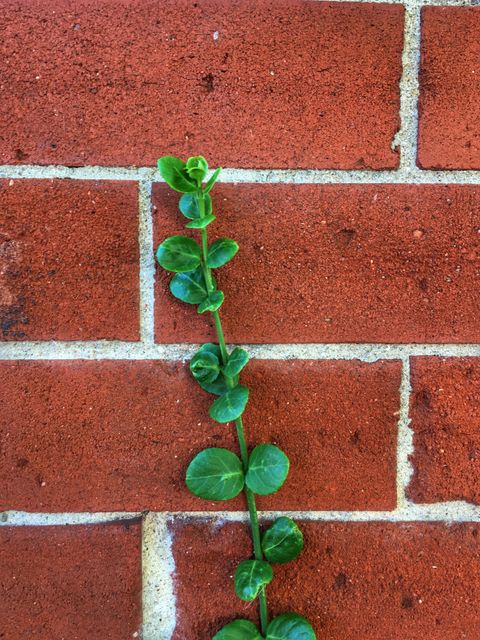 Green Vine Growing Against Red Brick Wall - Download Free Stock Photos Pikwizard.com