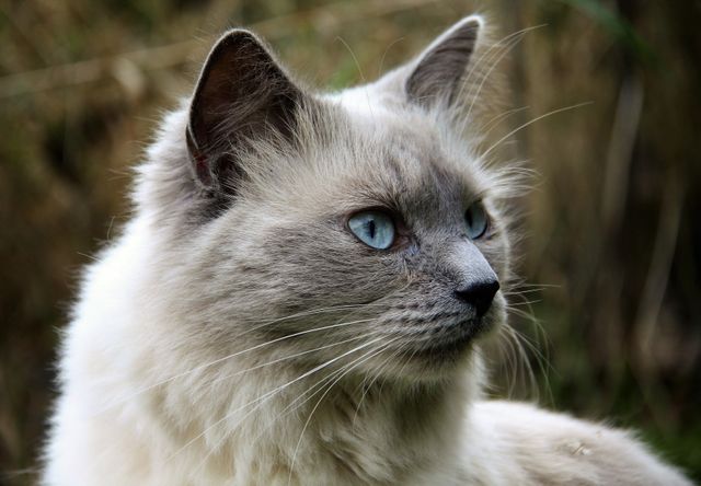 Close-Up of Fluffy Ragdoll Cat with Blue Eyes in Outdoor Setting - Download Free Stock Photos Pikwizard.com