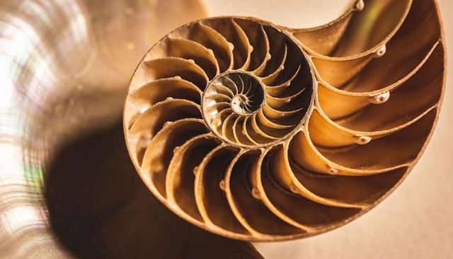 Golden nautilus shell spiral macro showing pearlescent inner chambers and natural geometry