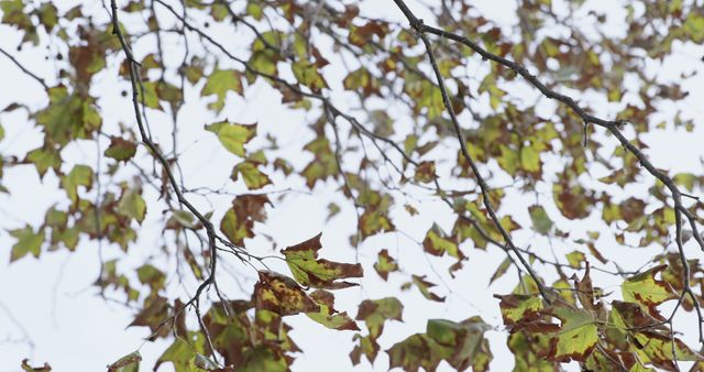 Close-up of branches with green leaves swaying in wind 4k