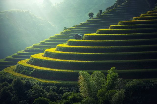 Lush Green Terraced Rice Fields at Dawn in Rural Countryside - Download Free Stock Photos Pikwizard.com