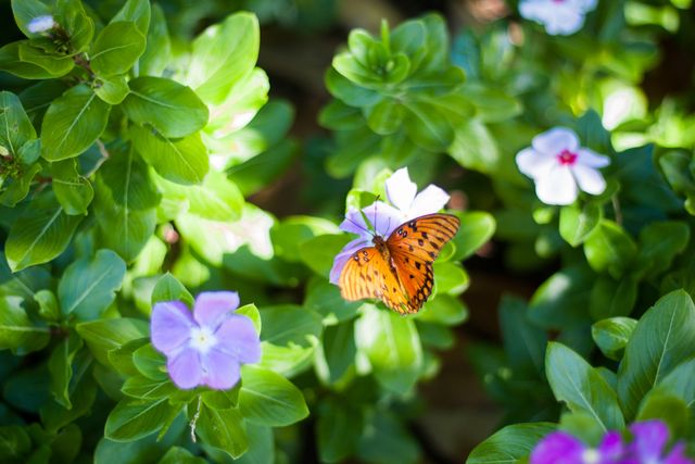 Orange Butterfly on Purple Flower in Lush Garden - Download Free Stock Photos Pikwizard.com