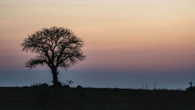 Solitary leafless tree silhouette on open grassland at pastel sunrise horizon