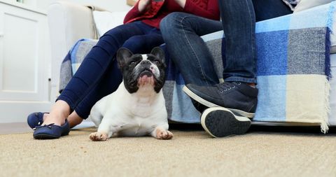 Couple Relaxing with French Bulldog in Cozy Living Room