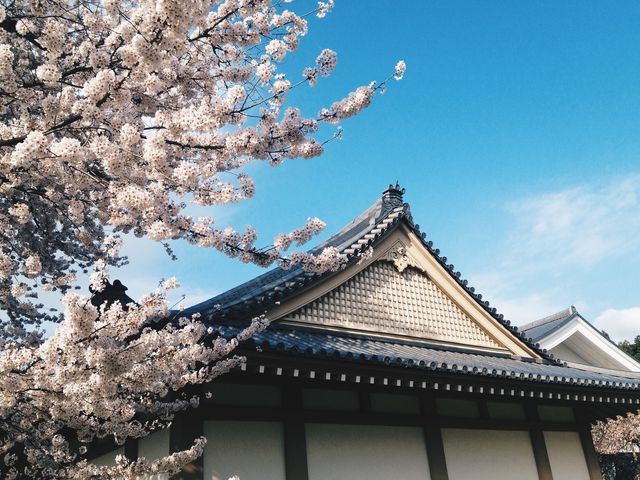 Cherry blossom tree in full bloom beside traditional Japanese building during spring. The blue sky enhances the serene and tranquil atmosphere. Perfect for travel brochures, cultural heritage publications, nature-themed blogs, and Japanese tourism promotions.