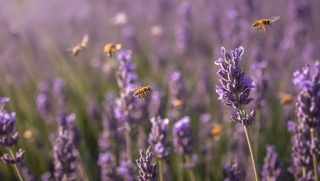 Honeybee hovering over lavender spike at golden hour pollinating sunlit purple meadow