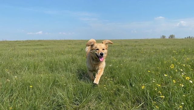Golden retriever running through wildflower meadow under bright blue sky, joyful canine motion