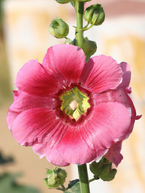 Close up of pink hollyhock flowers over blurred background created using generative ai technology. Nature and harmony concept, digitally generated image.