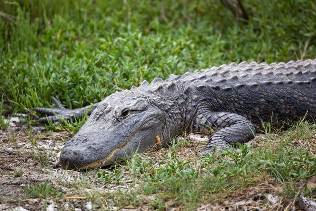 Alligator Resting in Grass Near Canal at Kennedy Space Center - Download Free Stock Photos Pikwizard.com