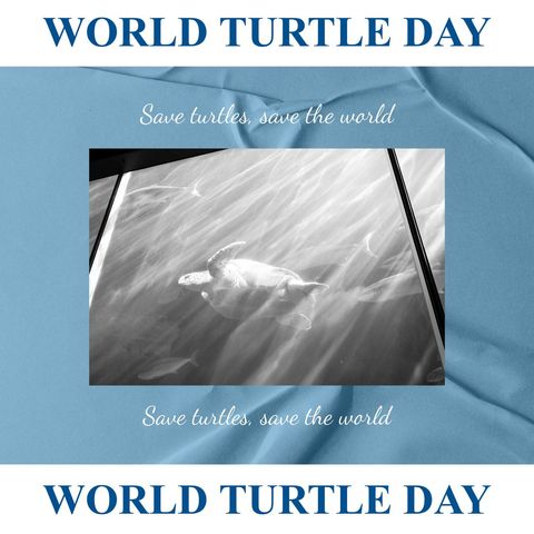 celebrating world turtle day with peaceful underwater turtle - Download Free Stock Templates Pikwizard.com