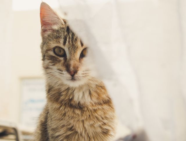 Curious Tabby Cat Behind Sheer Curtain - Download Free Stock Photos Pikwizard.com