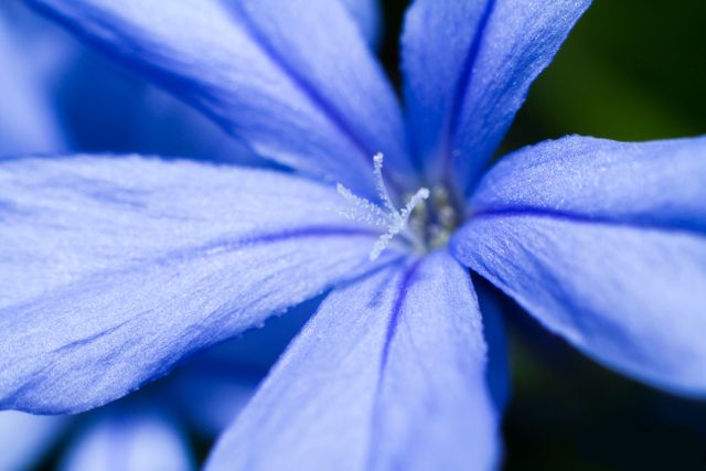This macro shot captures the vivid details of a blue flower's petals, showcasing its intricate texture and vibrant hue. Perfect for use in nature-themed projects, botanical studies, or backgrounds in design work that highlights the beauty of flora.